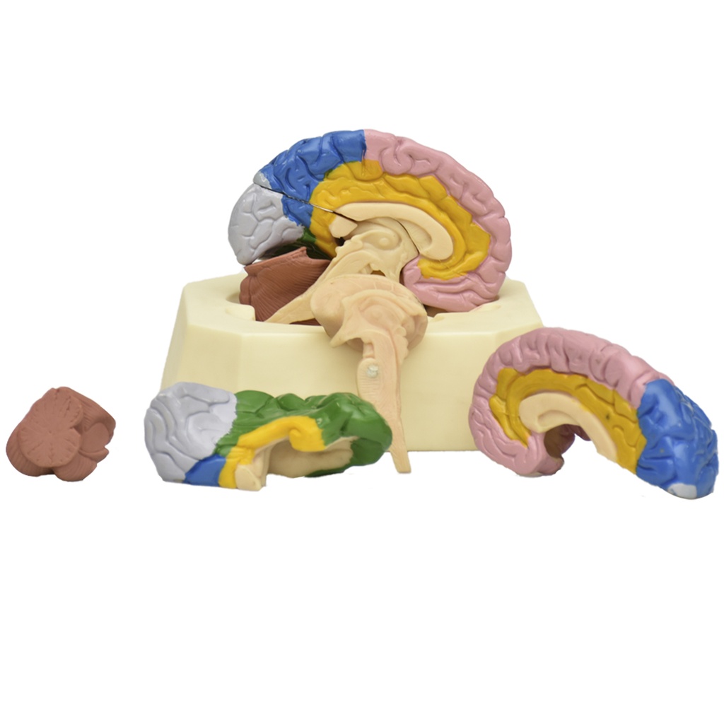 Modelo de cerebro con lóbulos