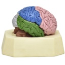 Modelo de cerebro con lóbulos