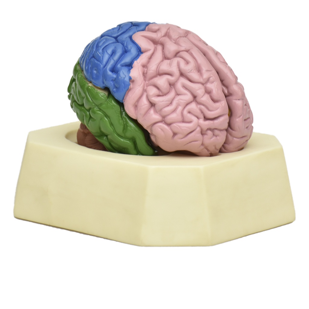 Modelo de cerebro con lóbulos