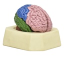 Modelo de cerebro con lóbulos