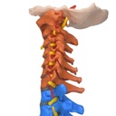 Columna vertebral de colores