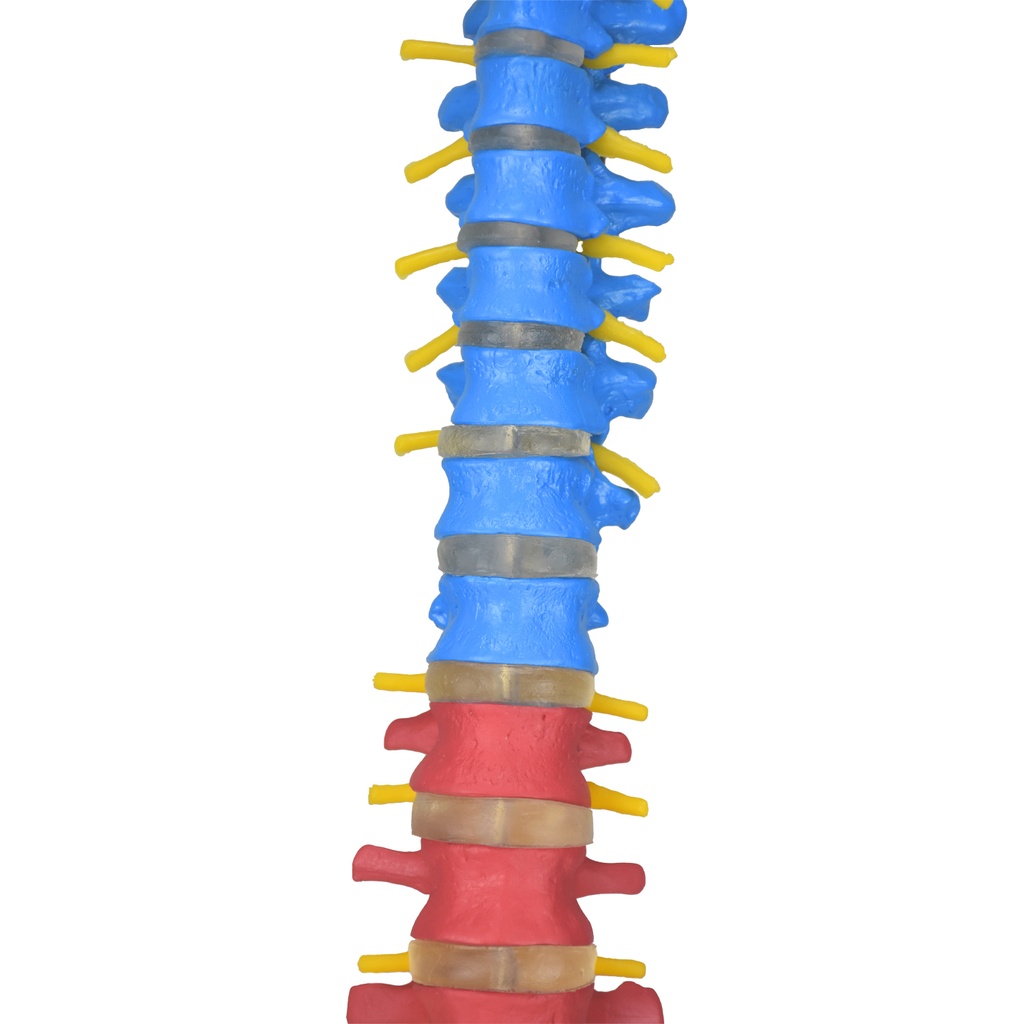 Columna vertebral de colores