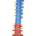Columna vertebral de colores