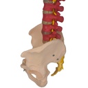 Columna vertebral de colores