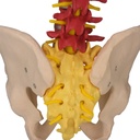 Columna vertebral de colores