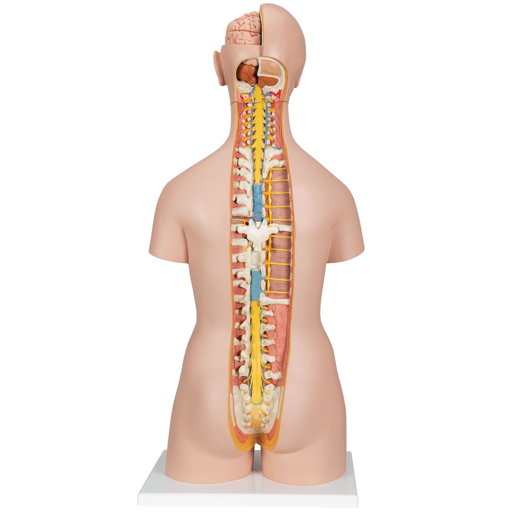 Torso clasico con espalda abierta 18 partes