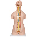 Torso clasico con espalda abierta 18 partes