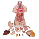 Torso clasico con espalda abierta 18 partes