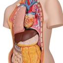 Torso clasico con espalda abierta 18 partes