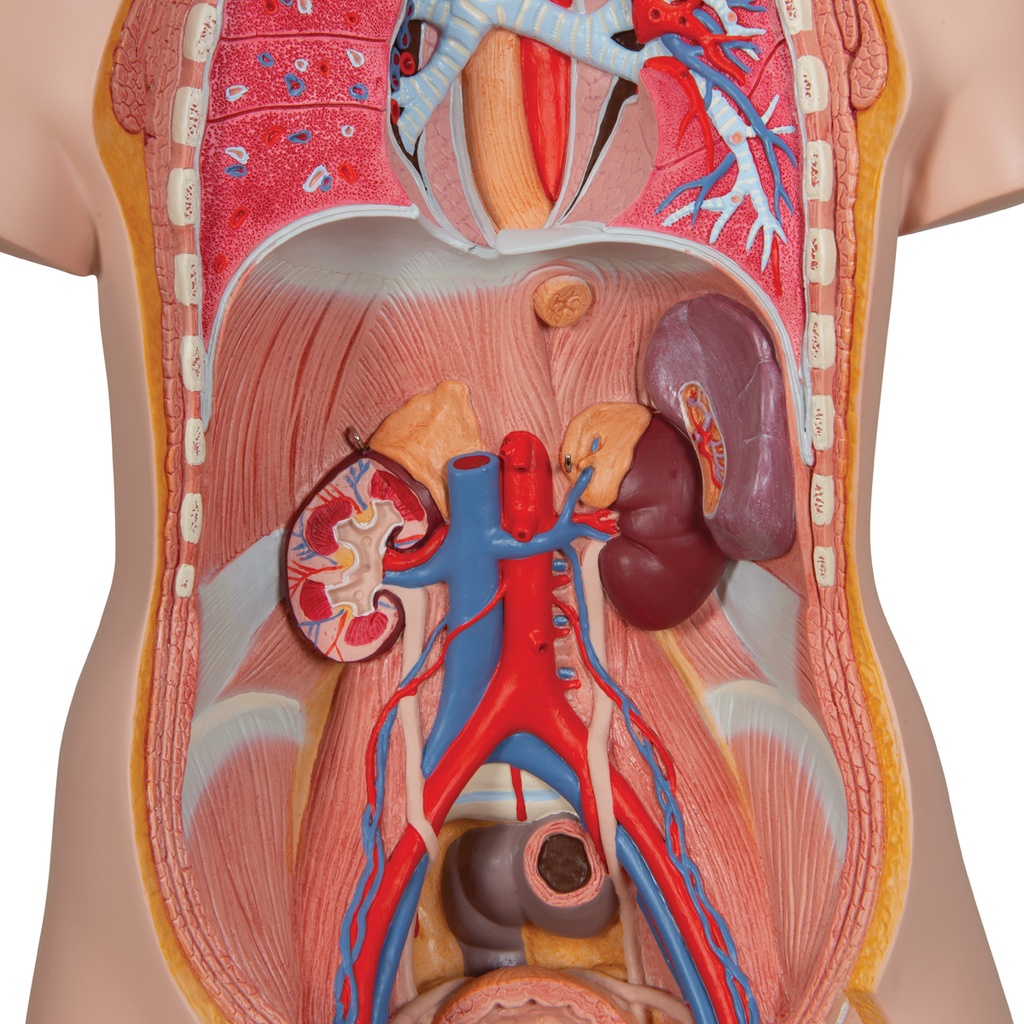 Torso clasico con espalda abierta 18 partes