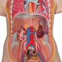 Torso clasico con espalda abierta 18 partes