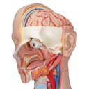 Torso clasico con espalda abierta 18 partes