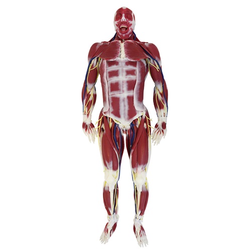 Modelo de anatomía de silicona G3 femenino