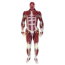Modelo de anatomía de silicona G3 femenino