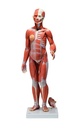 Figura completa doble sexo con musculos, organos internos, desmontable en 33 piezas