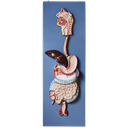 Modelo anatomico del sistema digestivo