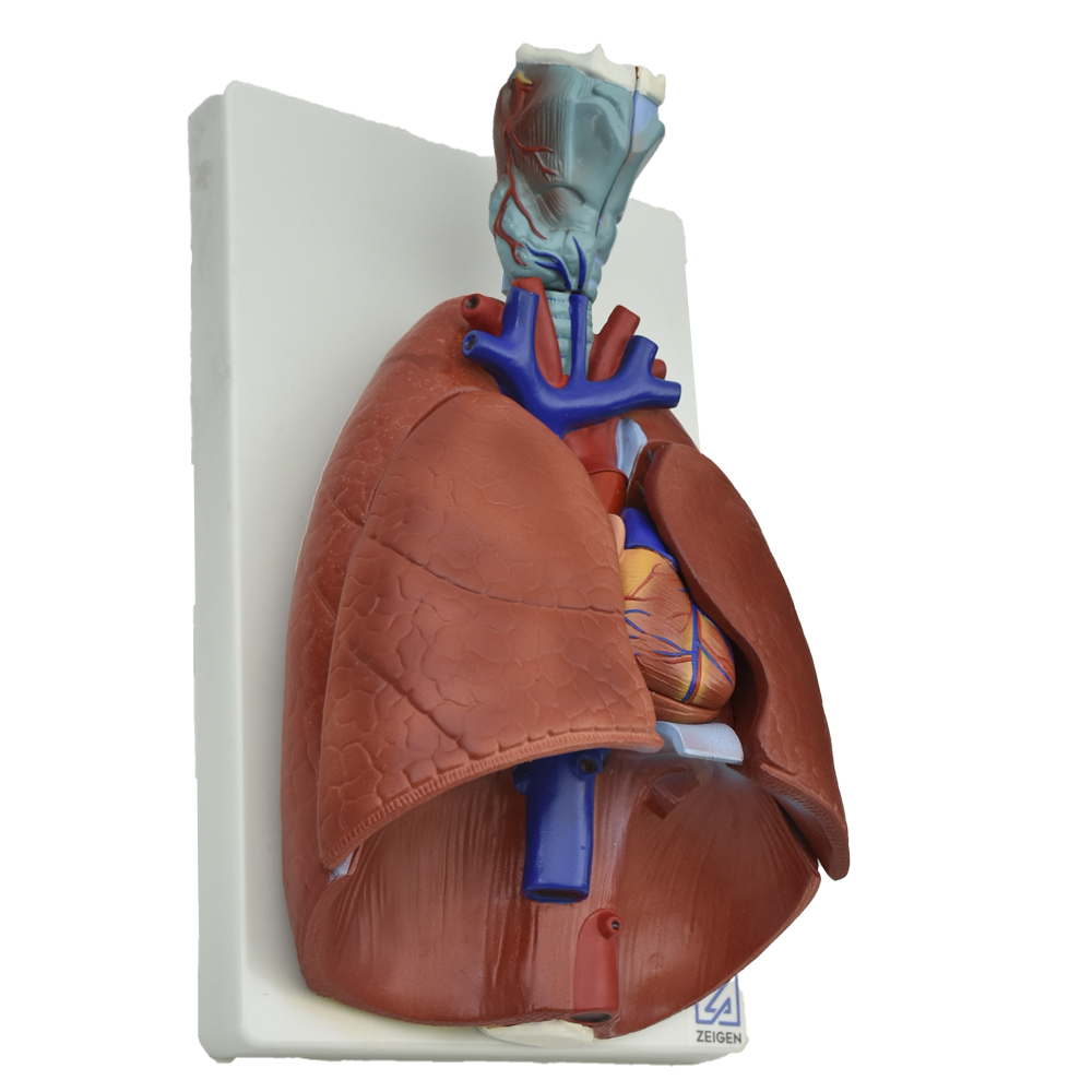 Modelo anatomico de pulmones naturales