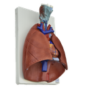 Modelo anatomico de pulmones naturales