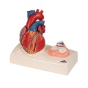 Corazon magnetico de 5 piezas de tamaño real