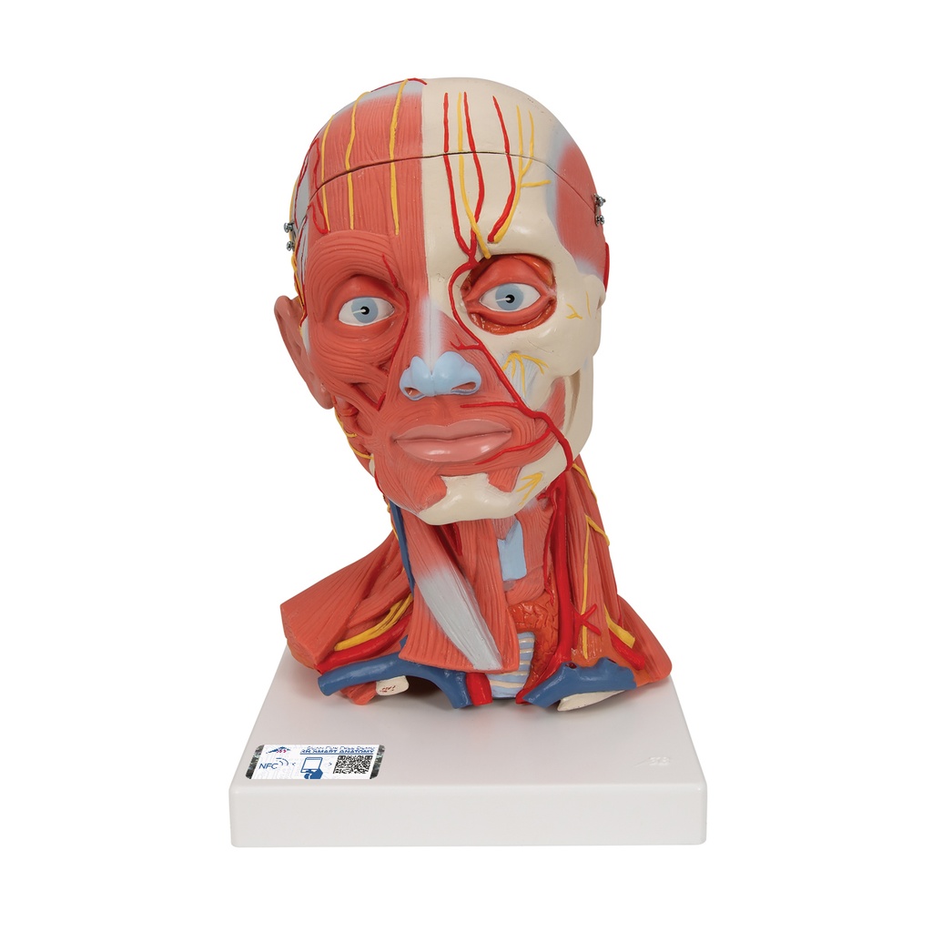 Musculatura de la cabeza y del cuello de 5 piezas 