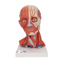Musculatura de la cabeza y del cuello de 5 piezas 