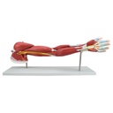 Musculatura de brazo medidas 95x35x36 cm