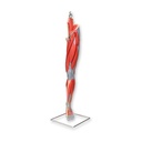 Musculatura de pierna medidas 96x36x36 cm