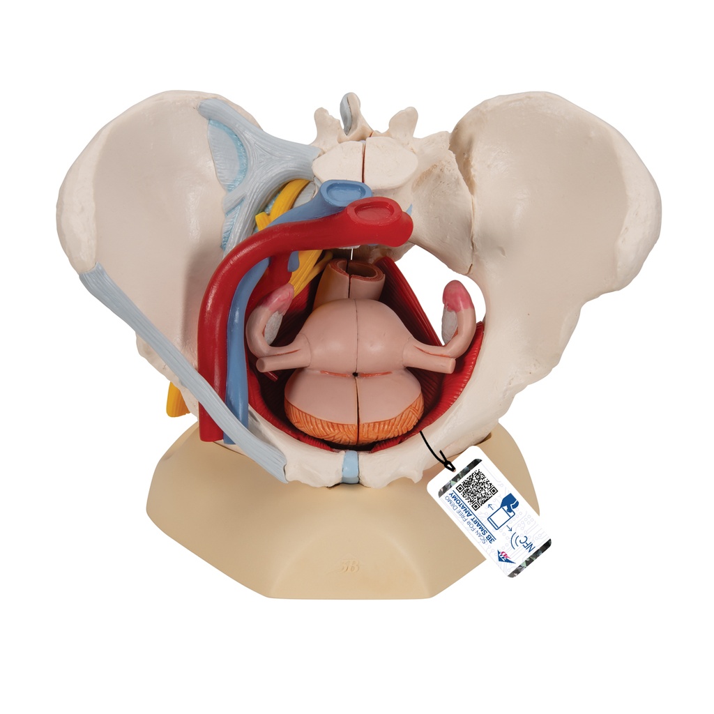 Pelvis femenina con ligamentos, vasos, nervios, piso pelvico y organos de 6 partes