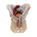 Pelvis masculina con ligamentos nervios y organos de 7 partes