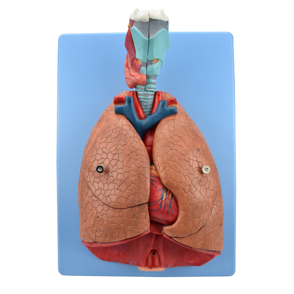 Pulmones naturales de lujo 6 pzas