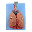 Pulmones naturales de lujo 6 pzas
