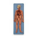 Sistema circulatorio humano