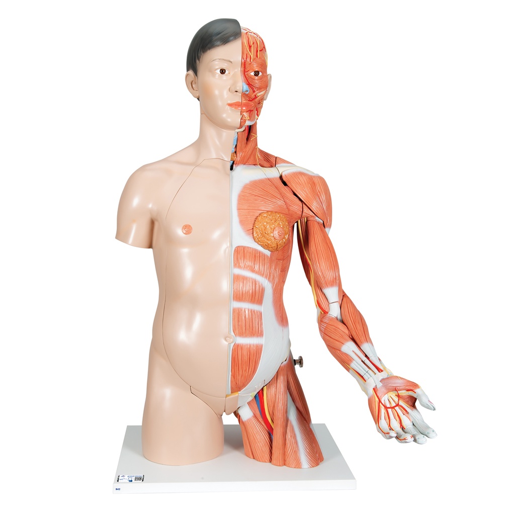 Torso de lujo con brazo y musculos, 33 partes