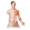 Torso de lujo con brazo y musculos, 33 partes