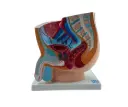 Pelvis Masculina