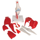 Articulacion de la rodilla 12 partes
