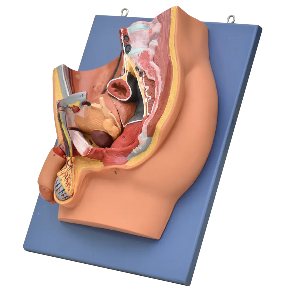 Pelvis masculina con corte sagital en relieve y colores realistas