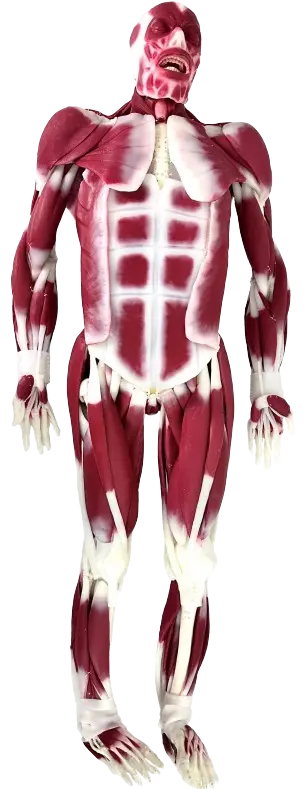 Humano sintético quirurgico, híbrido G2 Modelo masculino