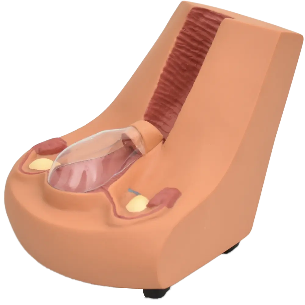 Modelo de formación de dispositivo intrauterino