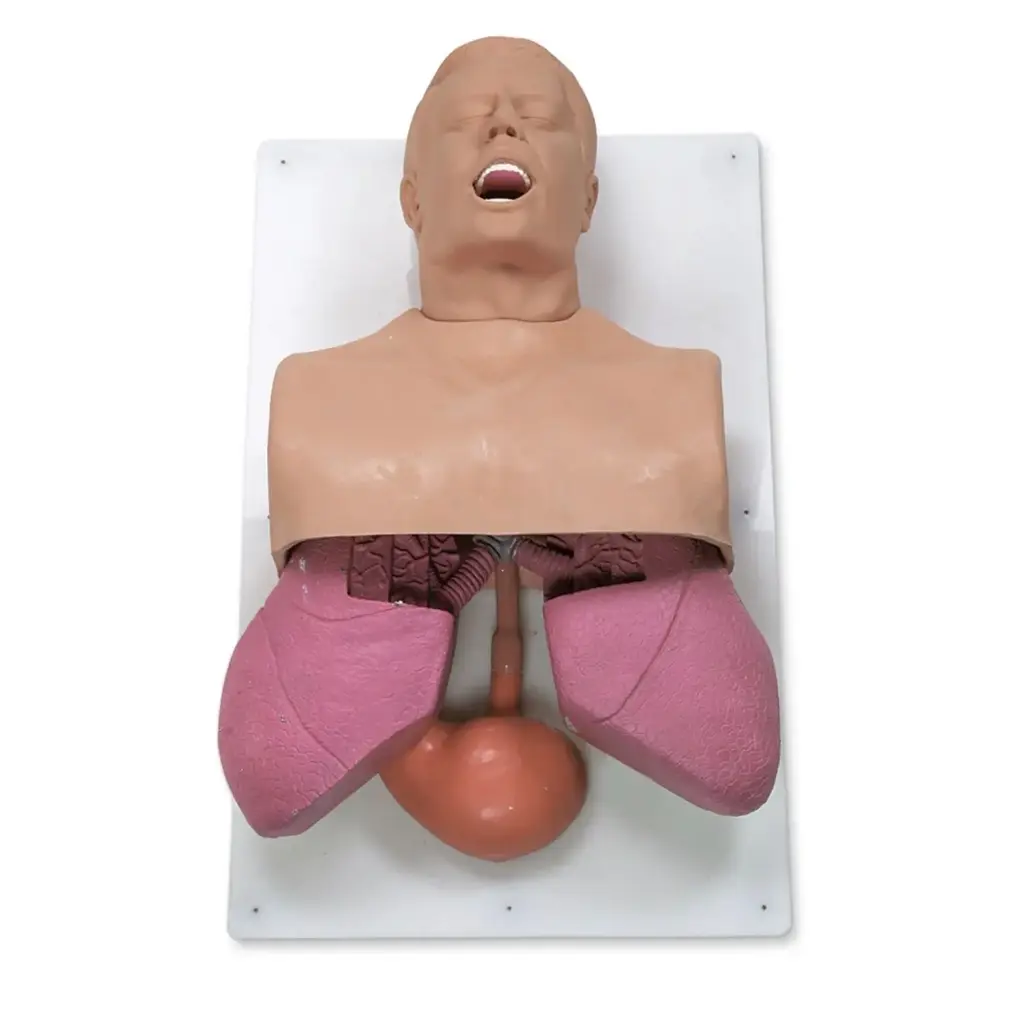 Entrenador de manejo de vías respiratorias en adultos