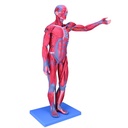 Figura masculina completa con musculos 78 cm
