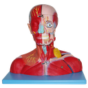 Cabeza y cuello con vasos sanguineos, nervios y cerebro