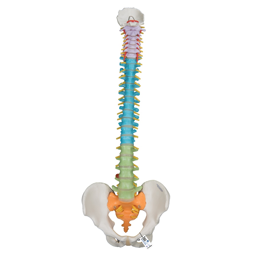Columna didáctica flexible