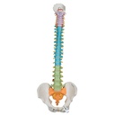 Columna didáctica flexible