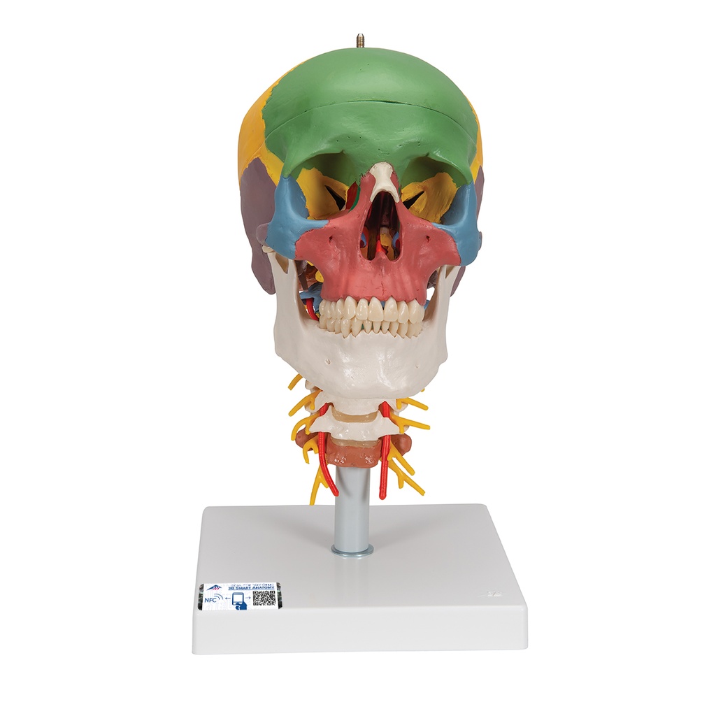 Craneo clasico didactico con columna cervical de 4 partes