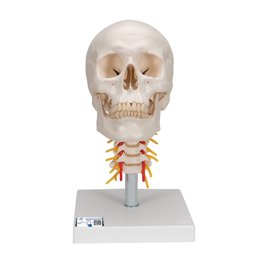 Craneo clasico sobre columna cervical de 4 partes 