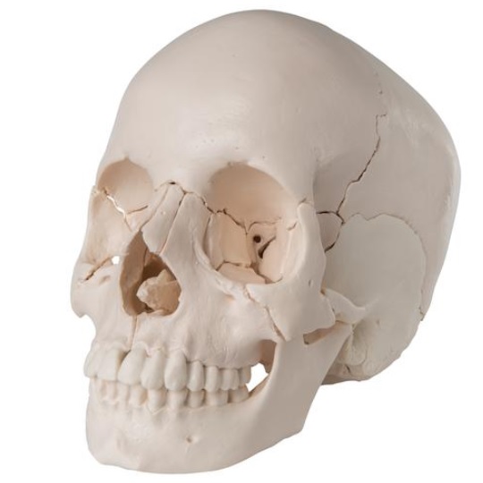 Craneo desmontable, version anatomica de 22 partes