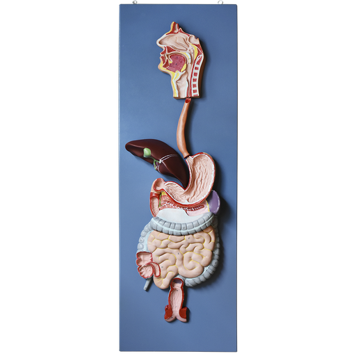 Modelo anatomico del sistema digestivo