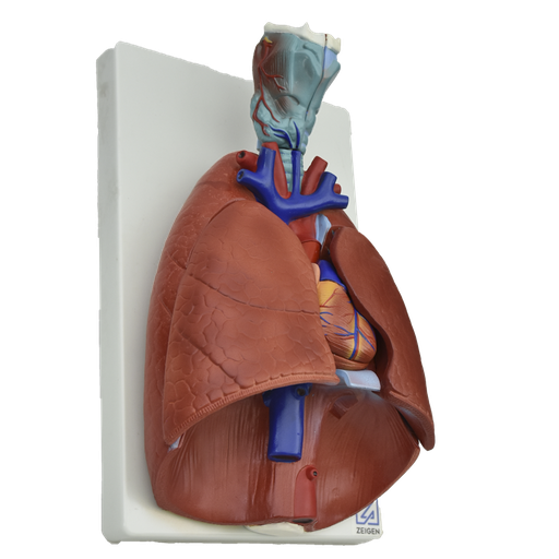 Modelo anatomico de pulmones naturales