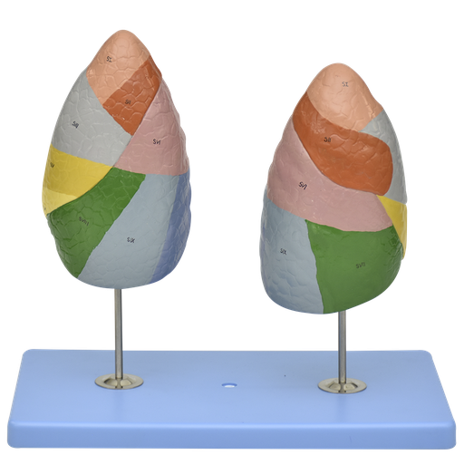 Modelo anatomico de segmentos pulmonares